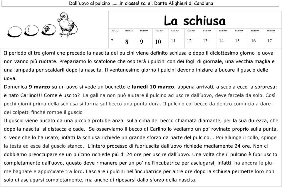 Prepariamo lo scatolone che ospiterà i pulcini con dei fogli di giornale, una vecchia maglia e una lampada per scaldarli dopo la nascita.