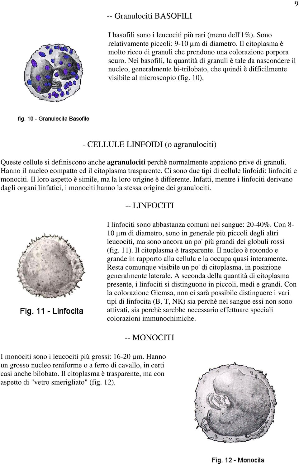 Nei basofili, la quantità di granuli è tale da nascondere il nucleo, generalmente bi-trilobato, che quindi è difficilmente visibile al microscopio (fig. 10).