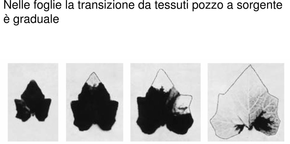 tessuti pozzo a