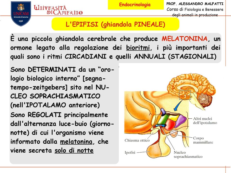 biologico interno [segnatempo-zeitgebers] sito nel NU- CLEO SOPRACHIASMATICO (nell'ipotalamo anteriore) Sono REGOLATI