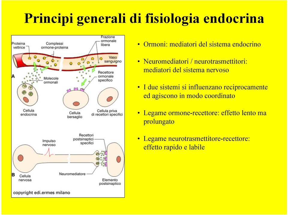 influenzano reciprocamente ed agiscono in modo coordinato Legame ormone-recettore: