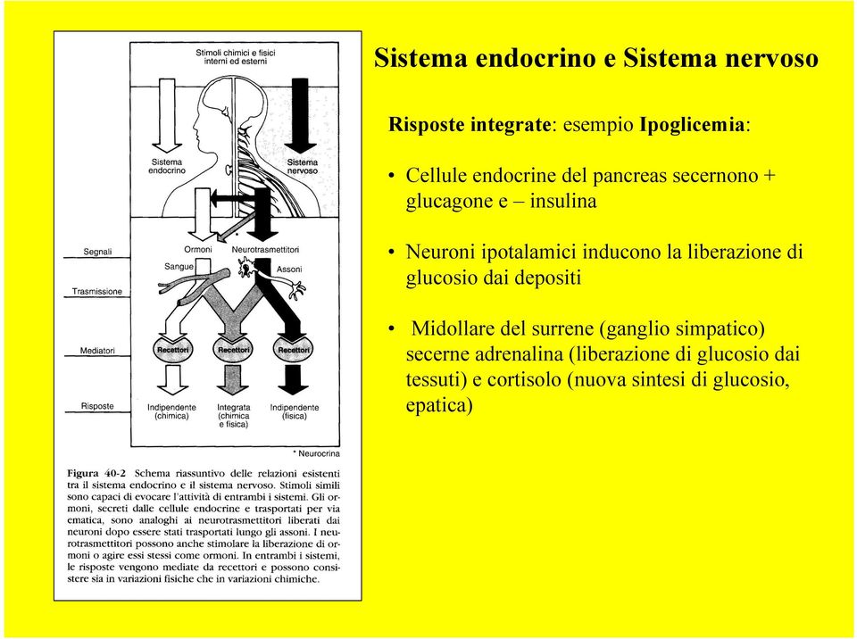 liberazione di glucosio dai depositi Midollare del surrene (ganglio simpatico) secerne