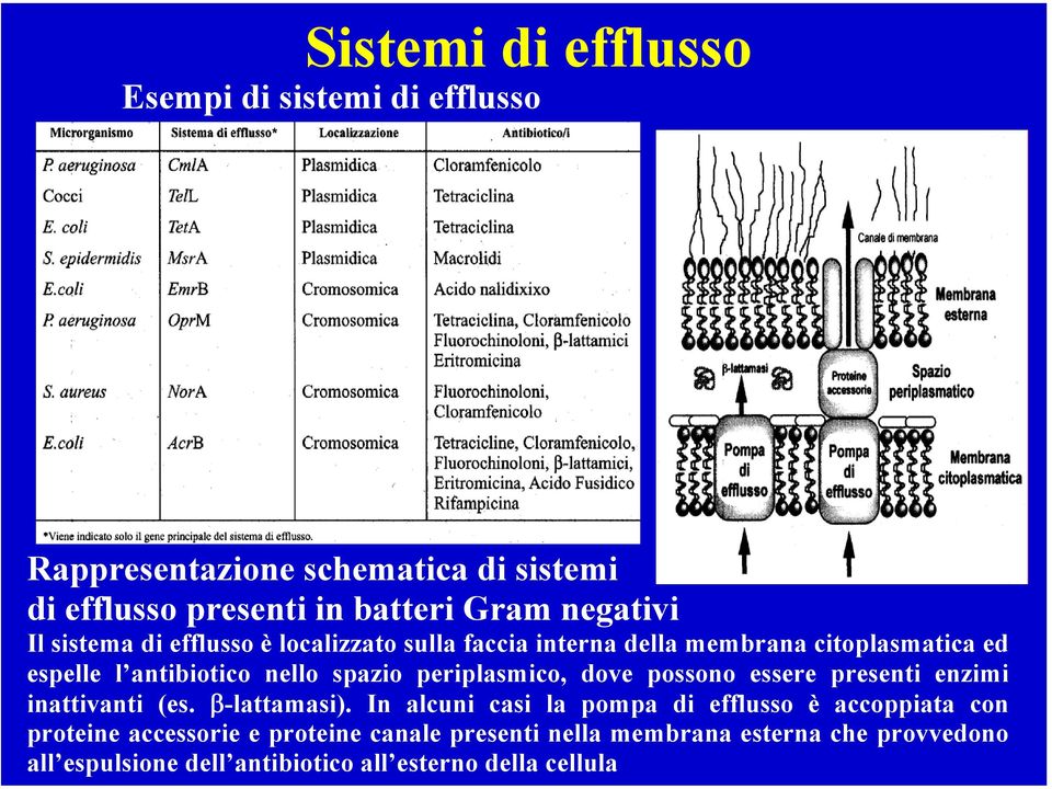 periplasmico, dove possono essere presenti enzimi inattivanti (es. β-lattamasi).