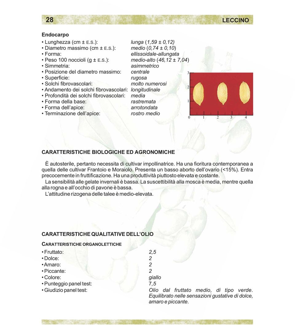 longitudinale Profondità dei solchi fibrovascolari: media Forma della base: rastremata 1 Forma dell apice: arrotondata Terminazione dell apice: rostro medio 0 1 3 4 CARATTERISTICHE BIOLOGICHE ED