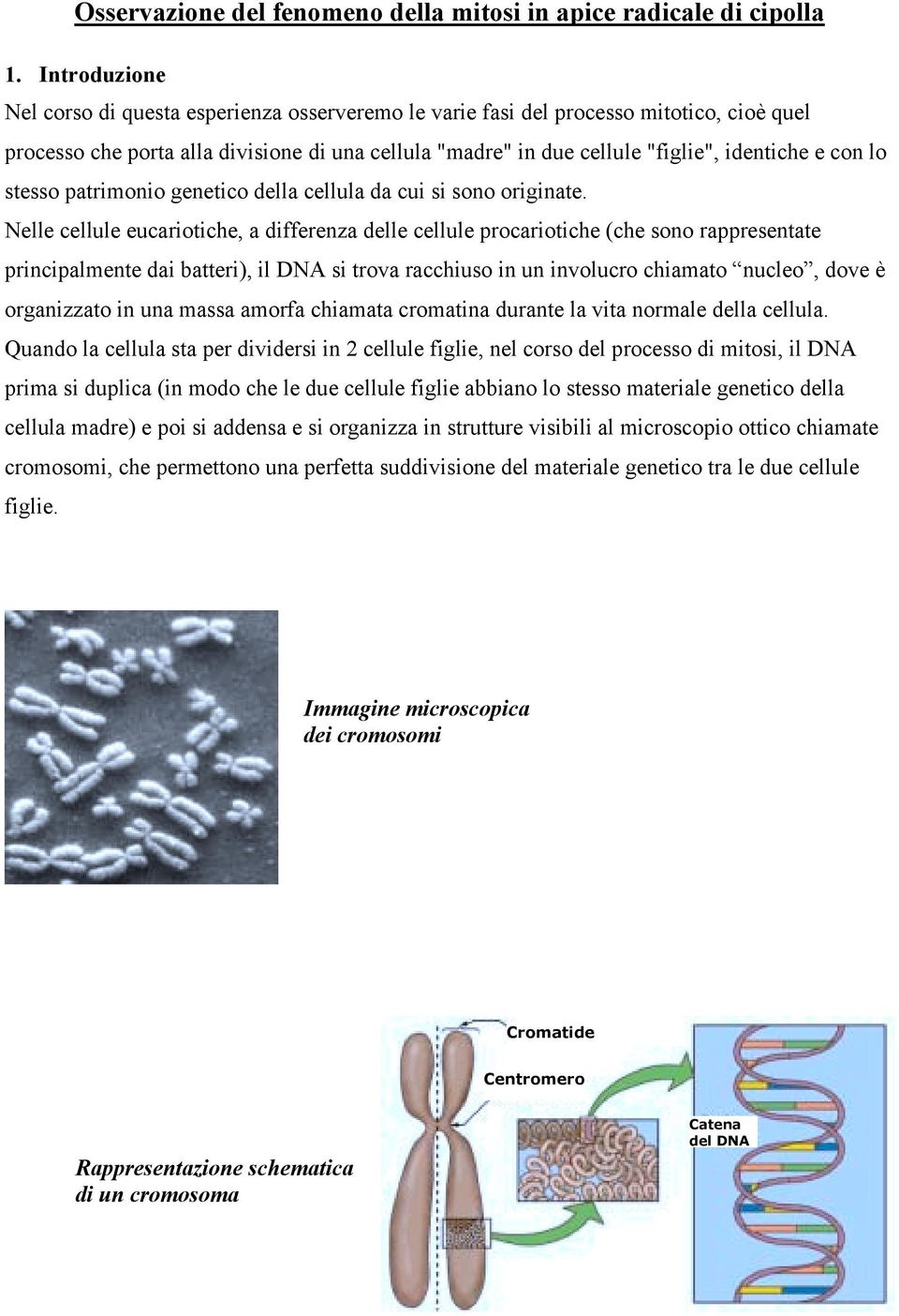 con lo stesso patrimonio genetico della cellula da cui si sono originate.