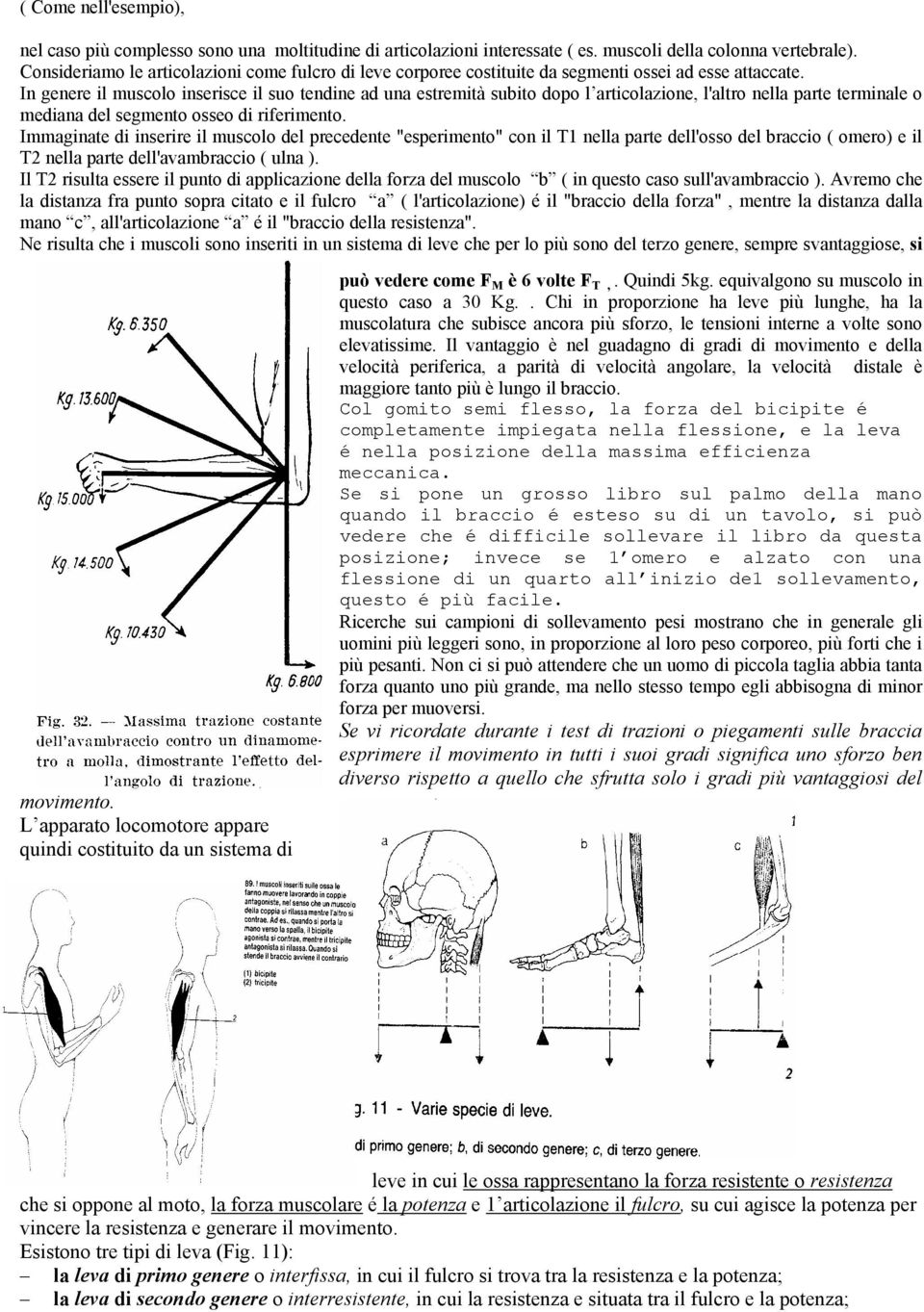 In genere il muscolo inserisce il suo tendine ad una estremità subito dopo l articolazione, l'altro nella parte terminale o mediana del segmento osseo di riferimento.