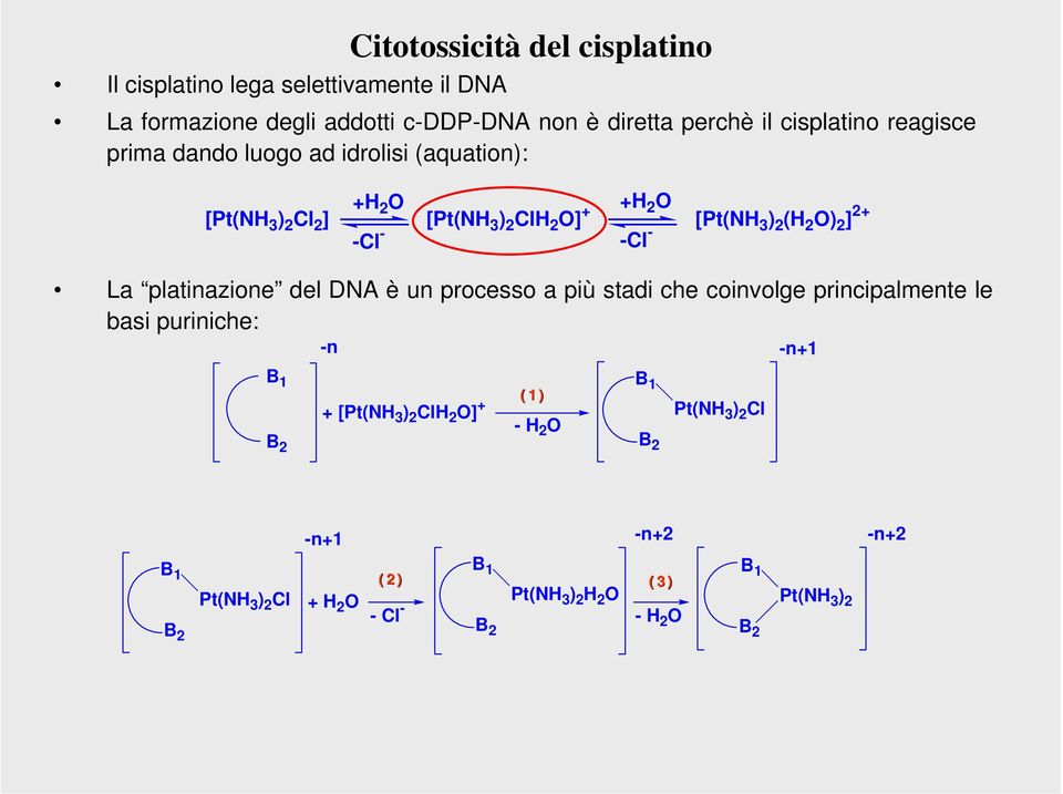 2+ - - - - La platinazione del DA è un processo a più stadi che coinvolge principalmente le basi puriniche: -n -n+1 B 1 (1) + [(