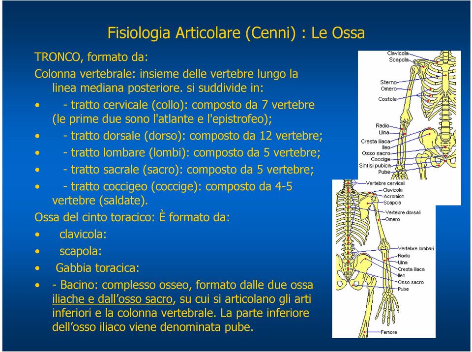 (lombi): composto da 5 vertebre; - tratto sacrale (sacro): composto da 5 vertebre; - tratto coccigeo (coccige): composto da 4-5 vertebre (saldate).