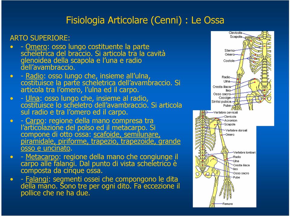 Si articola tra l omero, l ulna ed il carpo. - Ulna: osso lungo che, insieme al radio, costituisce lo scheletro dell avambraccio. Si articola sul radio e tra l omero ed il carpo.