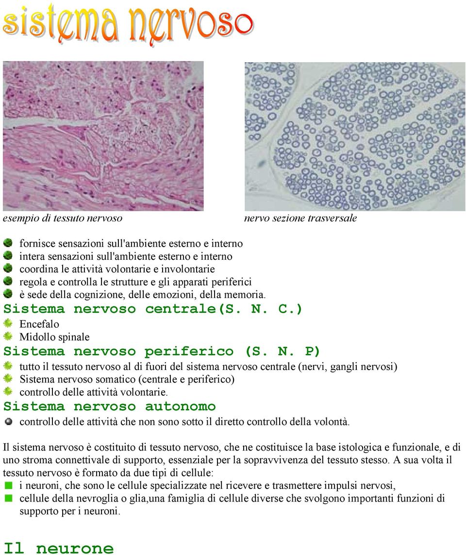 ) Encefalo Midollo spinale Sistema nervoso periferico (S. N.