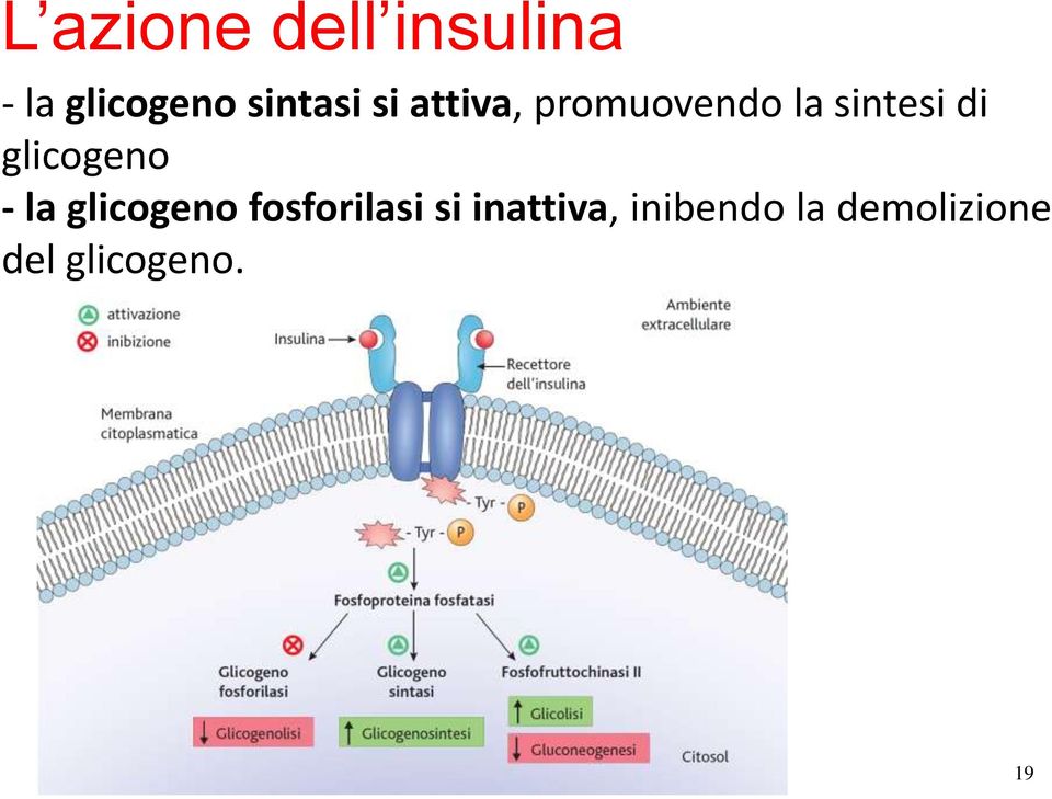 di glicogeno - la glicogeno fosforilasi si