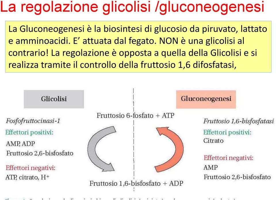 E attuata dal fegato. NON è una glicolisi al contrario!