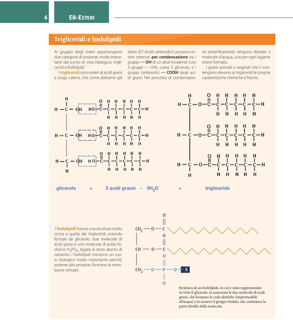 gruppi H), come il glicerolo, e i gruppi carbossilici CH degli acidi grassi. Nel processo di condensazione (esterificazione) vengono liberate 3 molecole d acqua, una per ogni legame estere formato.