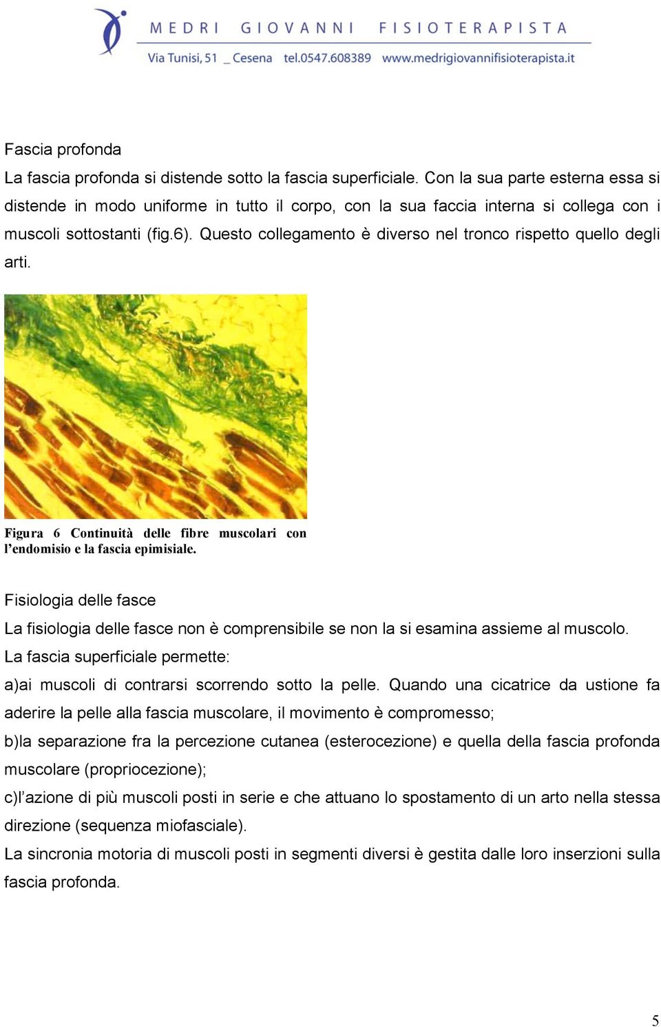 Questo collegamento è diverso nel tronco rispetto quello degli arti. Figura 6 Continuità delle fibre muscolari con l endomisio e la fascia epimisiale.