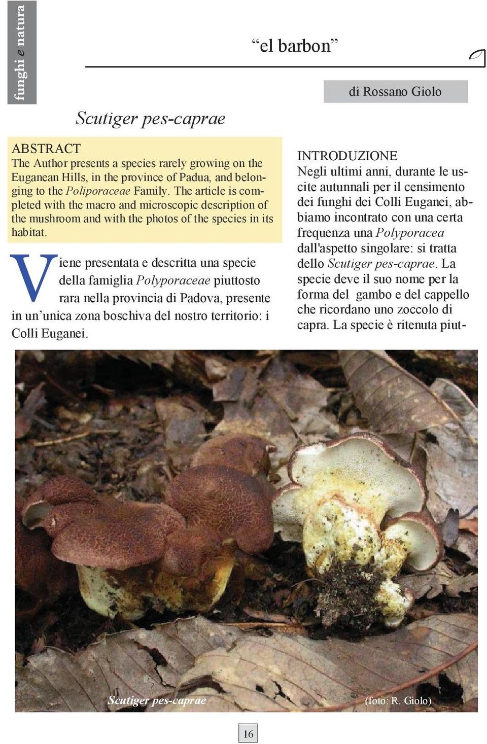 presentata e descritta una specie della famiglia Polyporaceae piuttosto iene rara nella provincia di Padova, presente in un unica zona boschiva del nostro territorio: i Colli Euganei.