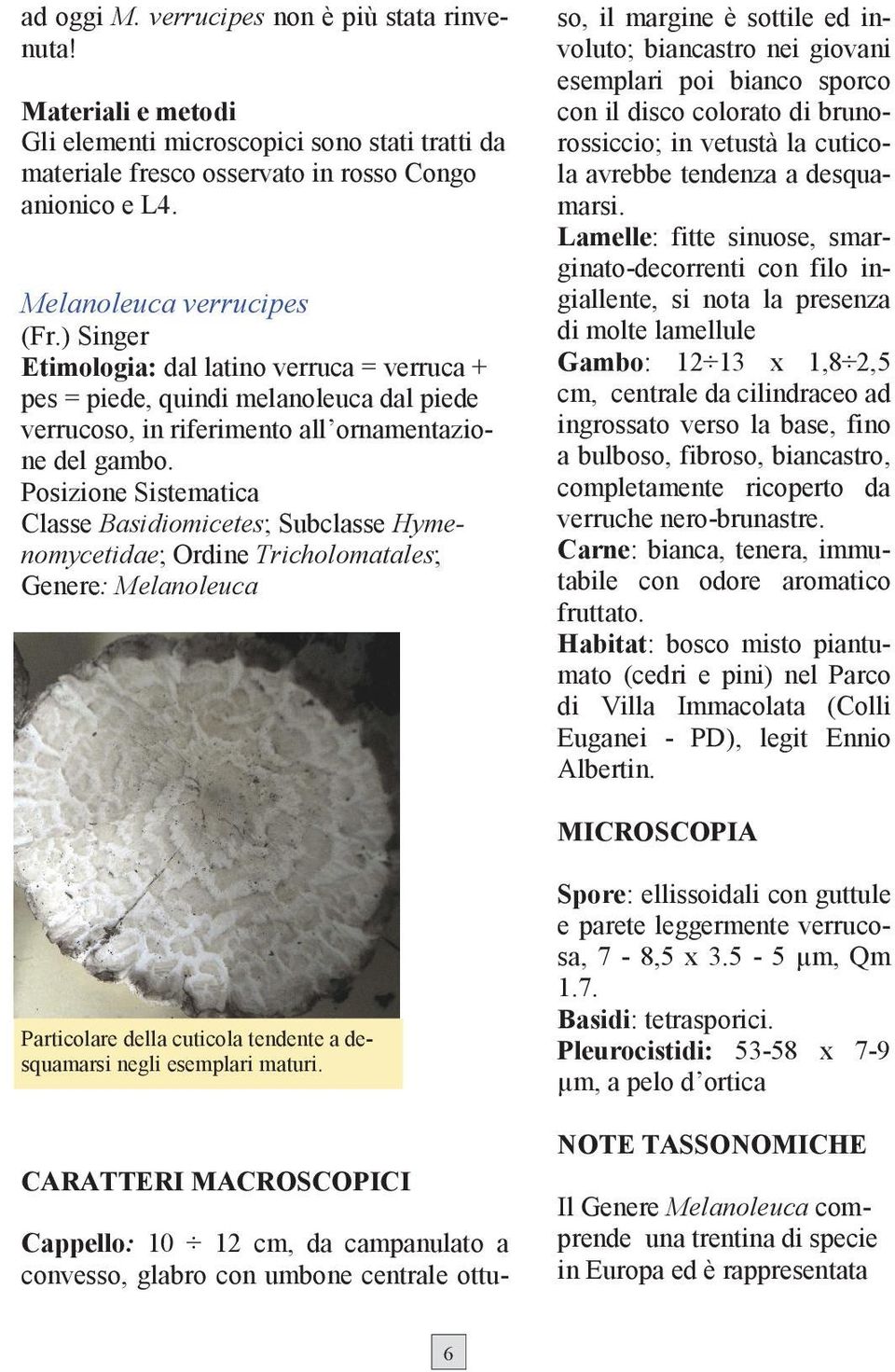 Posizione Sistematica Classe Basidiomicetes; Subclasse Hymenomycetidae; Ordine Tricholomatales; Genere: Melanoleuca Cappello: 10 12 cm, da campanulato a convesso, glabro con umbone centrale ottuso,