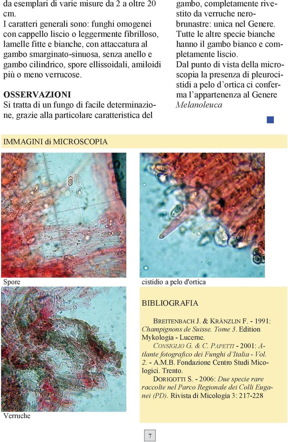 ellissoidali, amiloidi più o meno verrucose.