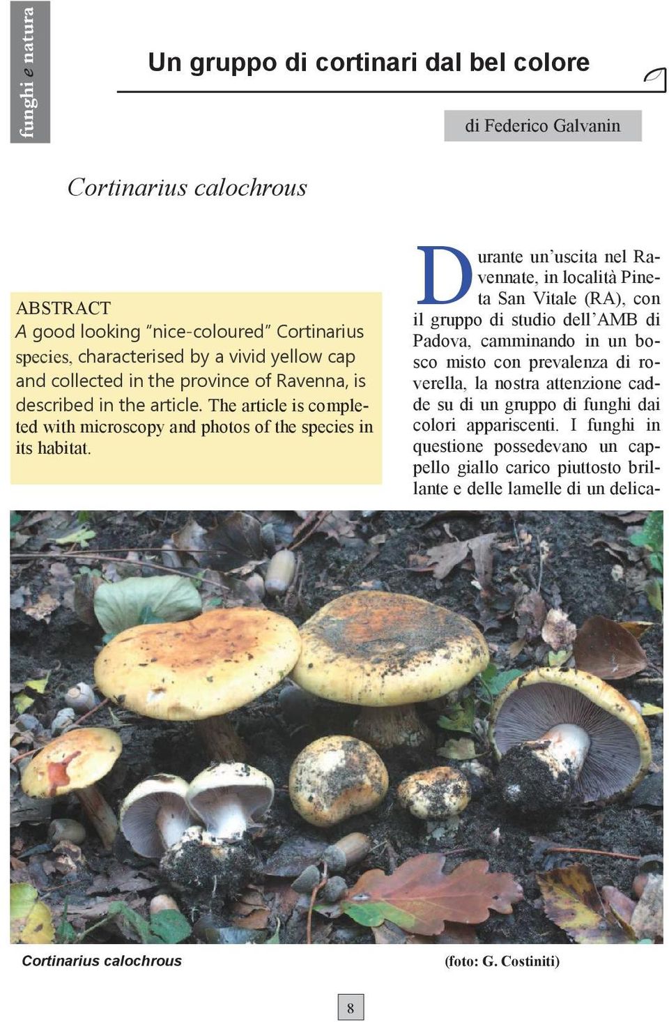 I funghi in questione possedevano un cappello giallo carico piuttosto brillante e delle lamelle di un delicafunghi e natura Un gruppo di cortinari