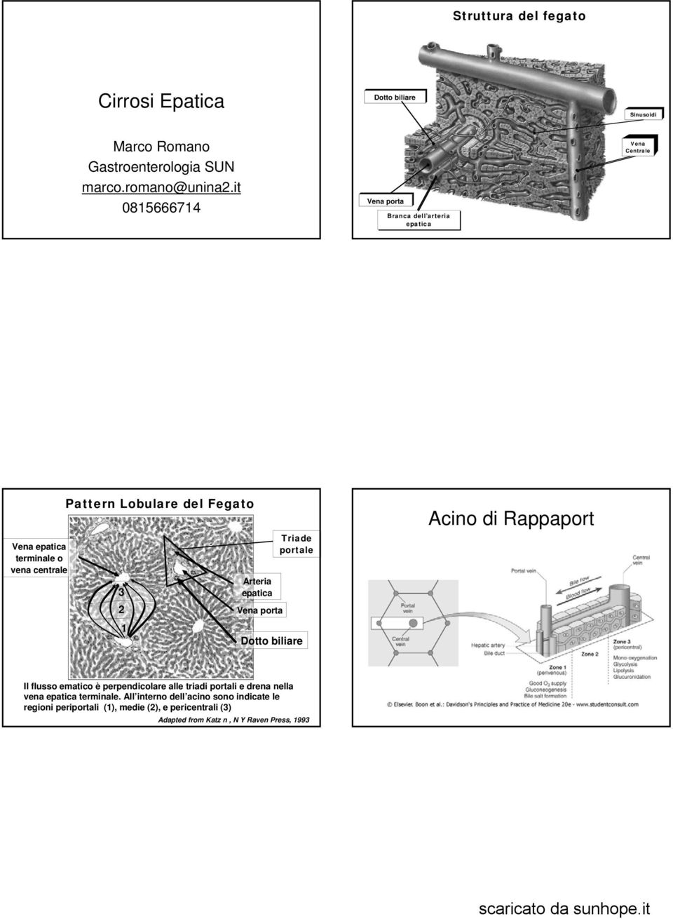 Arteria epatica Vena porta Triade portale Dotto biliare Acino di Rappaport Il flusso ematico è perpendicolare alle triadi portali e drena