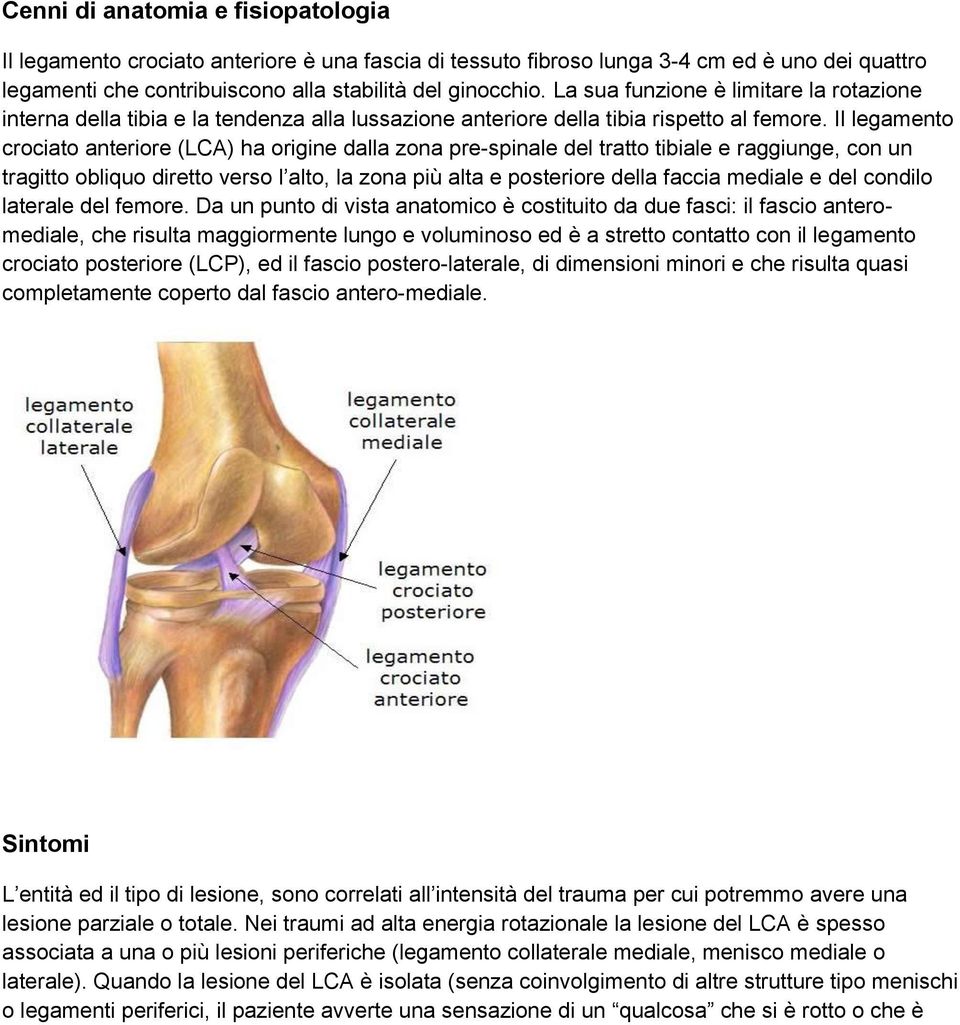 Il legamento crociato anteriore (LCA) ha origine dalla zona pre-spinale del tratto tibiale e raggiunge, con un tragitto obliquo diretto verso l alto, la zona più alta e posteriore della faccia
