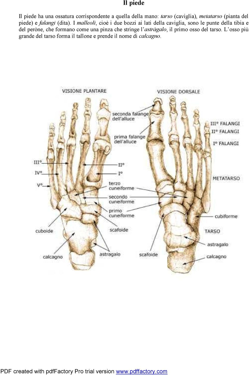 I malleoli, cioè i due bozzi ai lati della caviglia, sono le punte della tibia e del peròne,