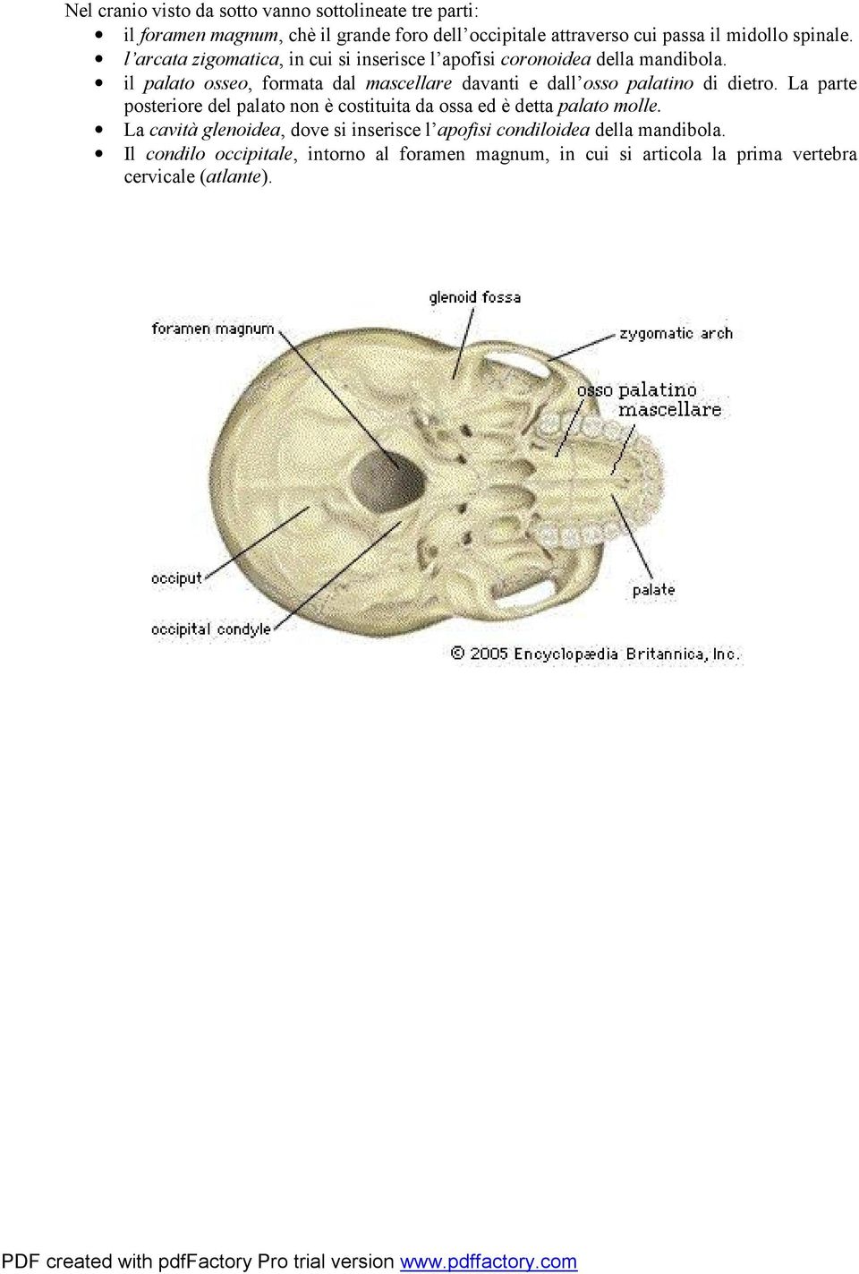 il palato osseo, formata dal mascellare davanti e dall osso palatino di dietro.