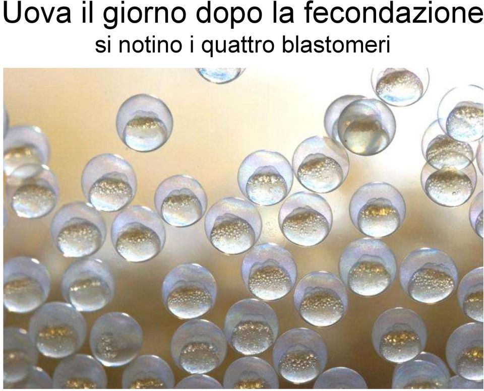 fecondazione si