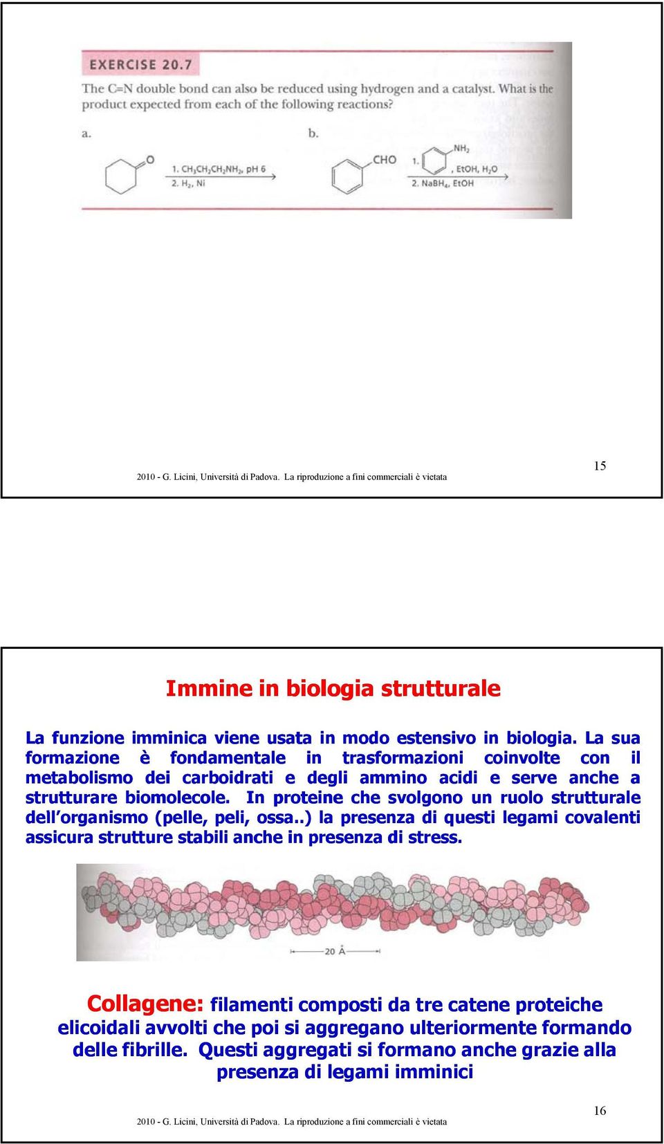 In proteine che svolgono un ruolo strutturale dell organismo (pelle, peli, ossa.