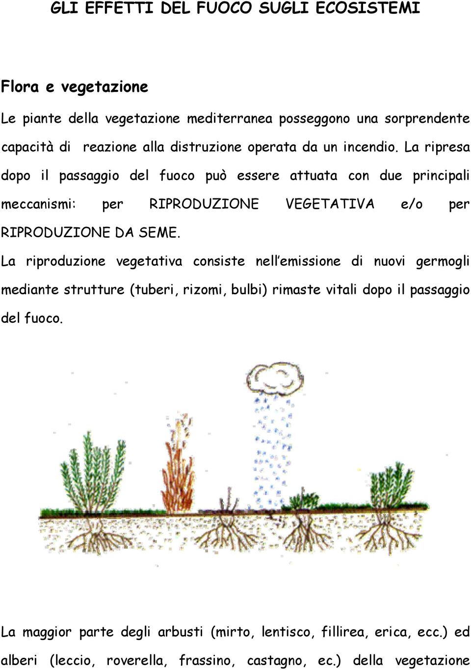 La ripresa dopo il passaggio del fuoco può essere attuata con due principali meccanismi: per RIPRODUZIONE VEGETATIVA e/o per RIPRODUZIONE DA SEME.