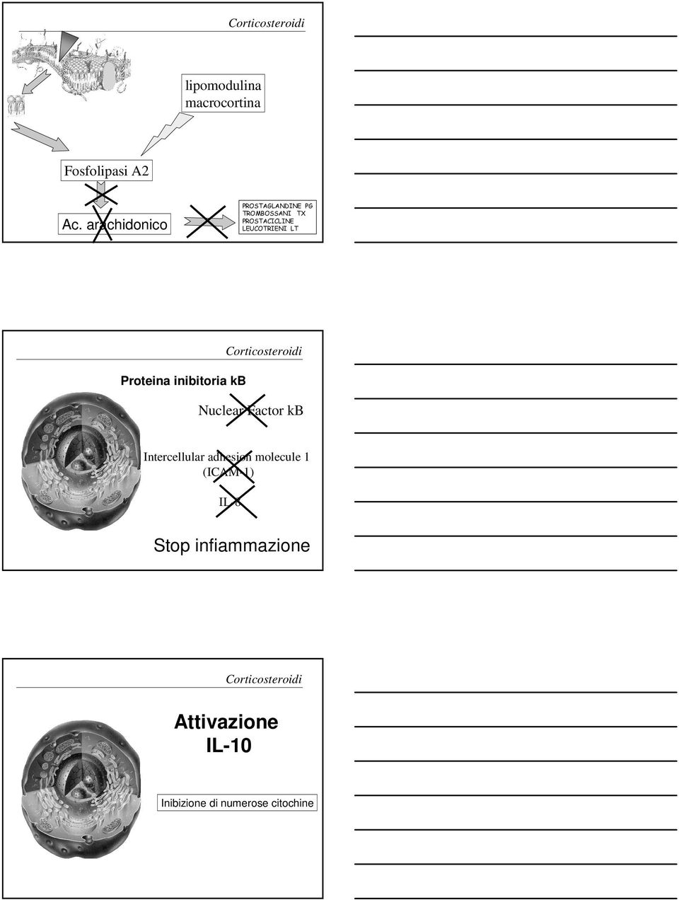 arachidonico Corticosteroidi Proteina inibitoria kb Nuclear Factor kb