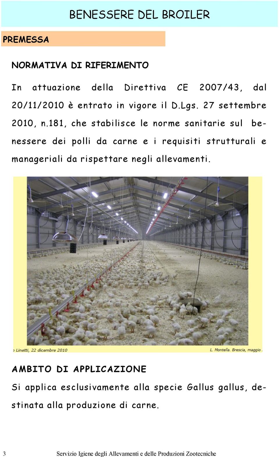 181, che stabilisce le norme sanitarie sul benessere dei polli da carne e i requisiti strutturali e manageriali da
