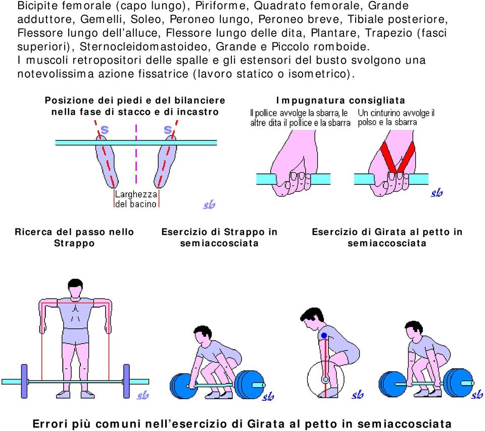 I muscoli retropositori delle spalle e gli estensori del busto svolgono una notevolissima azione fissatrice (lavoro statico o isometrico).