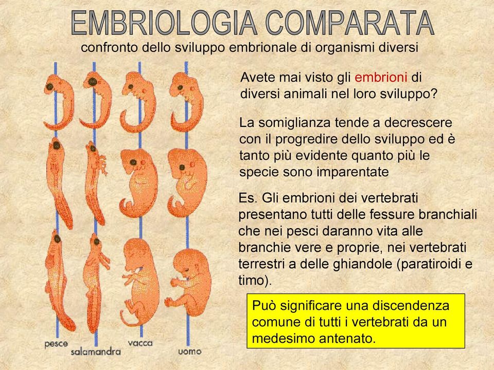 Gli embrioni dei vertebrati presentano tutti delle fessure branchiali che nei pesci daranno vita alle branchie vere e proprie, nei