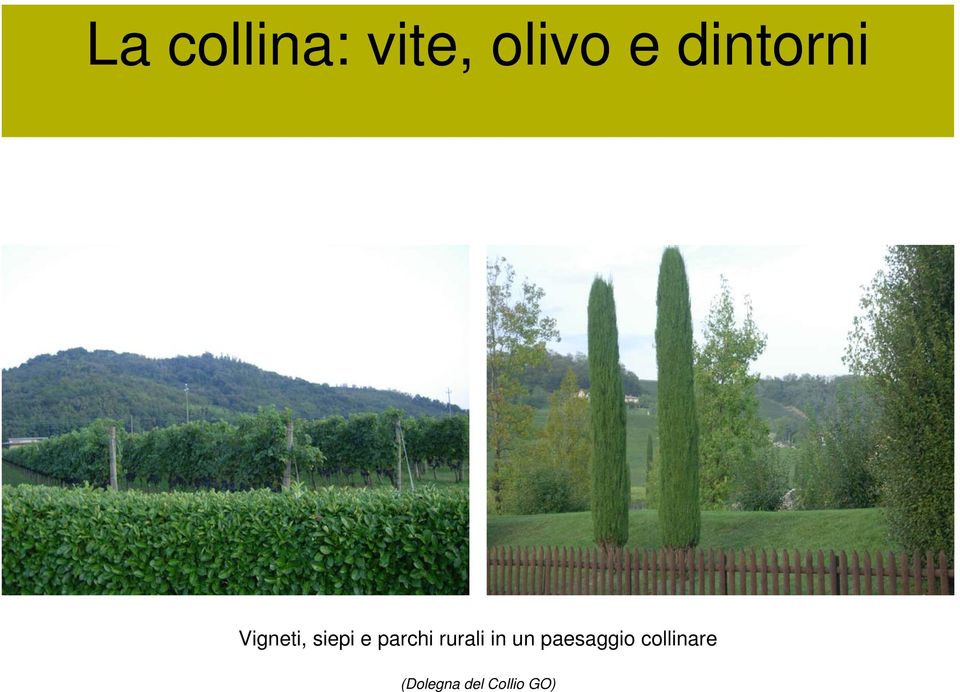 paesaggio collinare