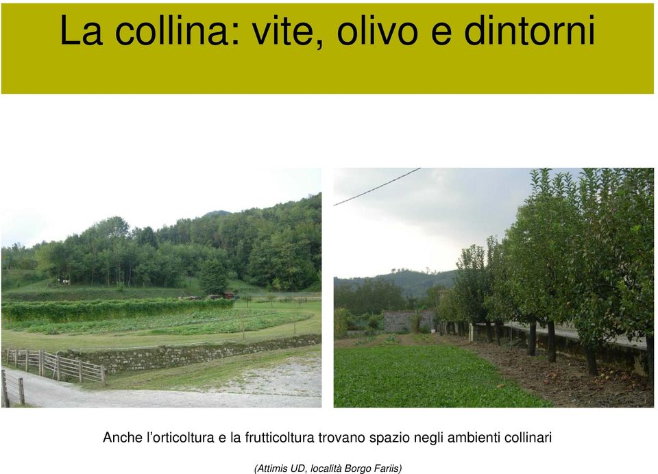 negli ambienti collinari