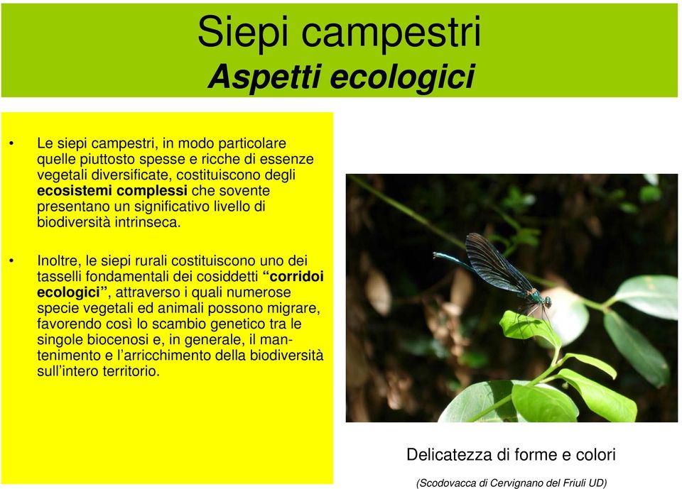 Inoltre, le siepi rurali costituiscono uno dei tasselli fondamentali dei cosiddetti corridoi ecologici, attraverso i quali numerose specie vegetali ed animali