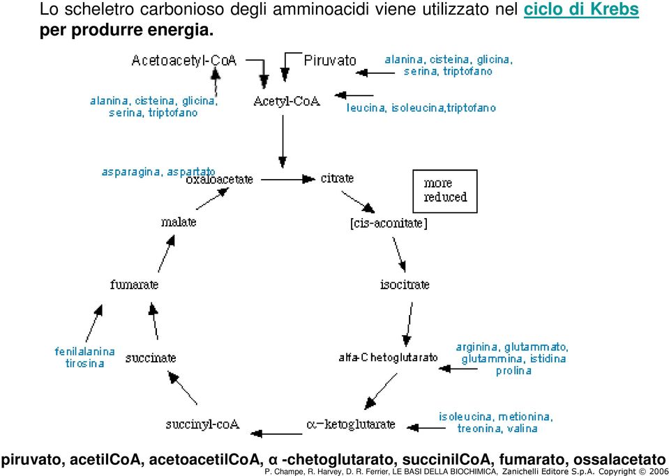 piruvato, acetilcoa, acetoacetilcoa, α -chetoglutarato, succinilcoa,