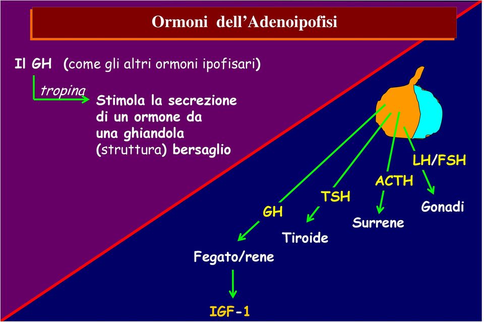 un ormone da una ghiandola (struttura) bersaglio GH