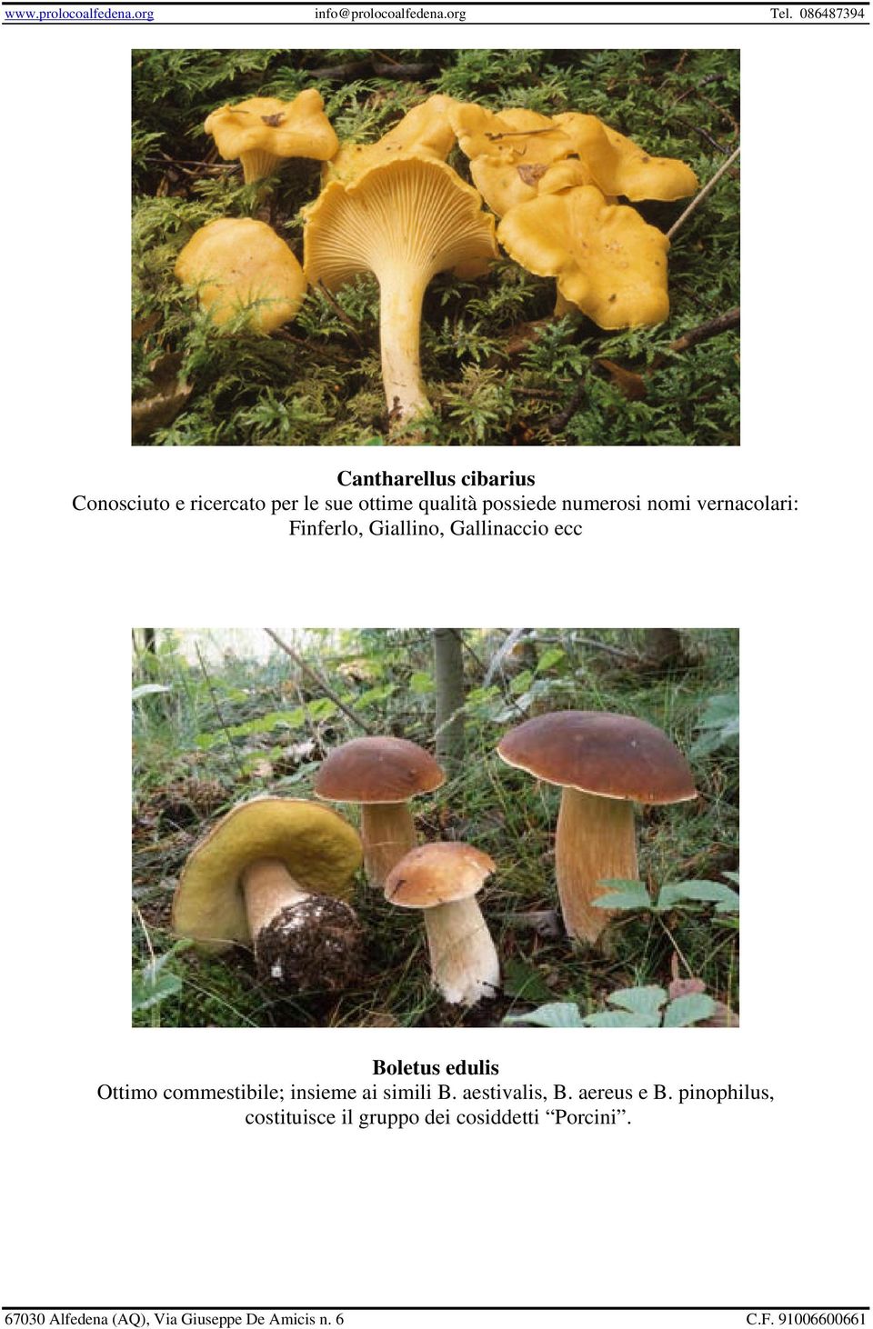 ecc Boletus edulis Ottimo commestibile; insieme ai simili B.