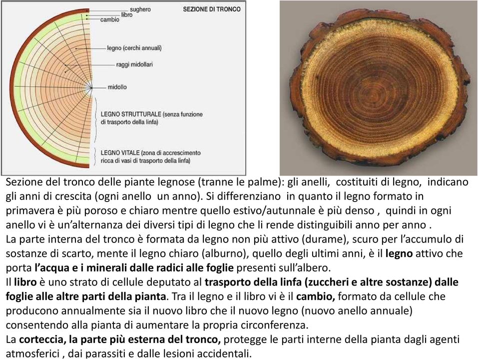 rende distinguibili anno per anno.