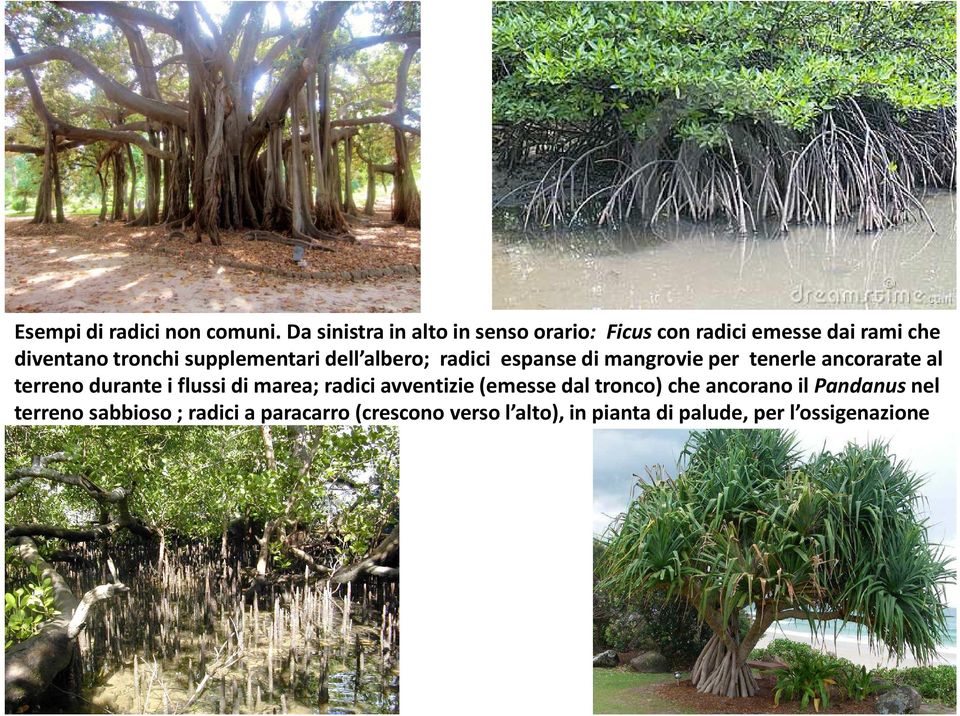 supplementari dell albero; radici espanse di mangrovie per tenerle ancorarateal terreno durante i