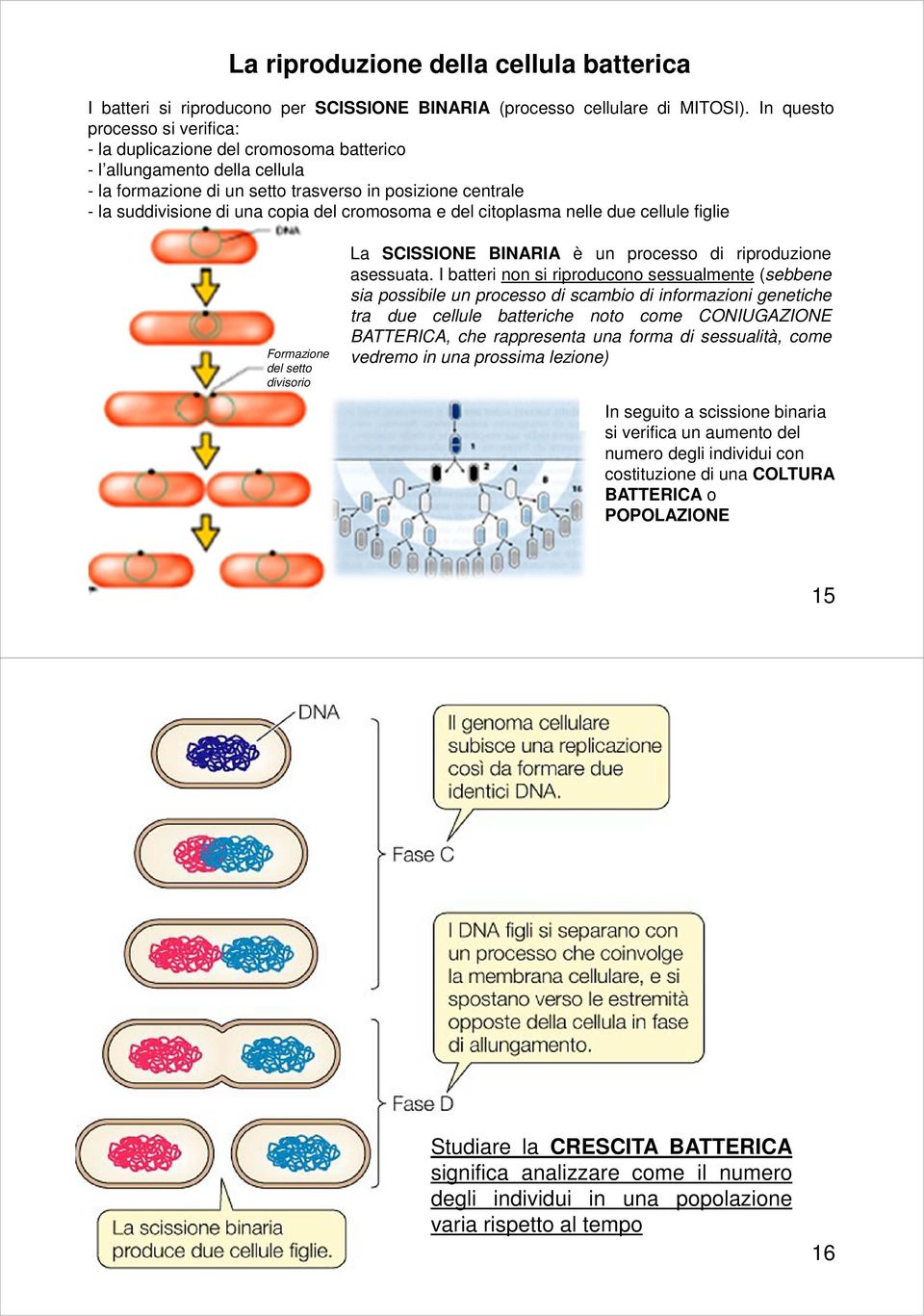 cromosoma e del citoplasma nelle due cellule figlie Formazione del setto divisorio La SCISSIONE BINARIA è un processo di riproduzione asessuata.