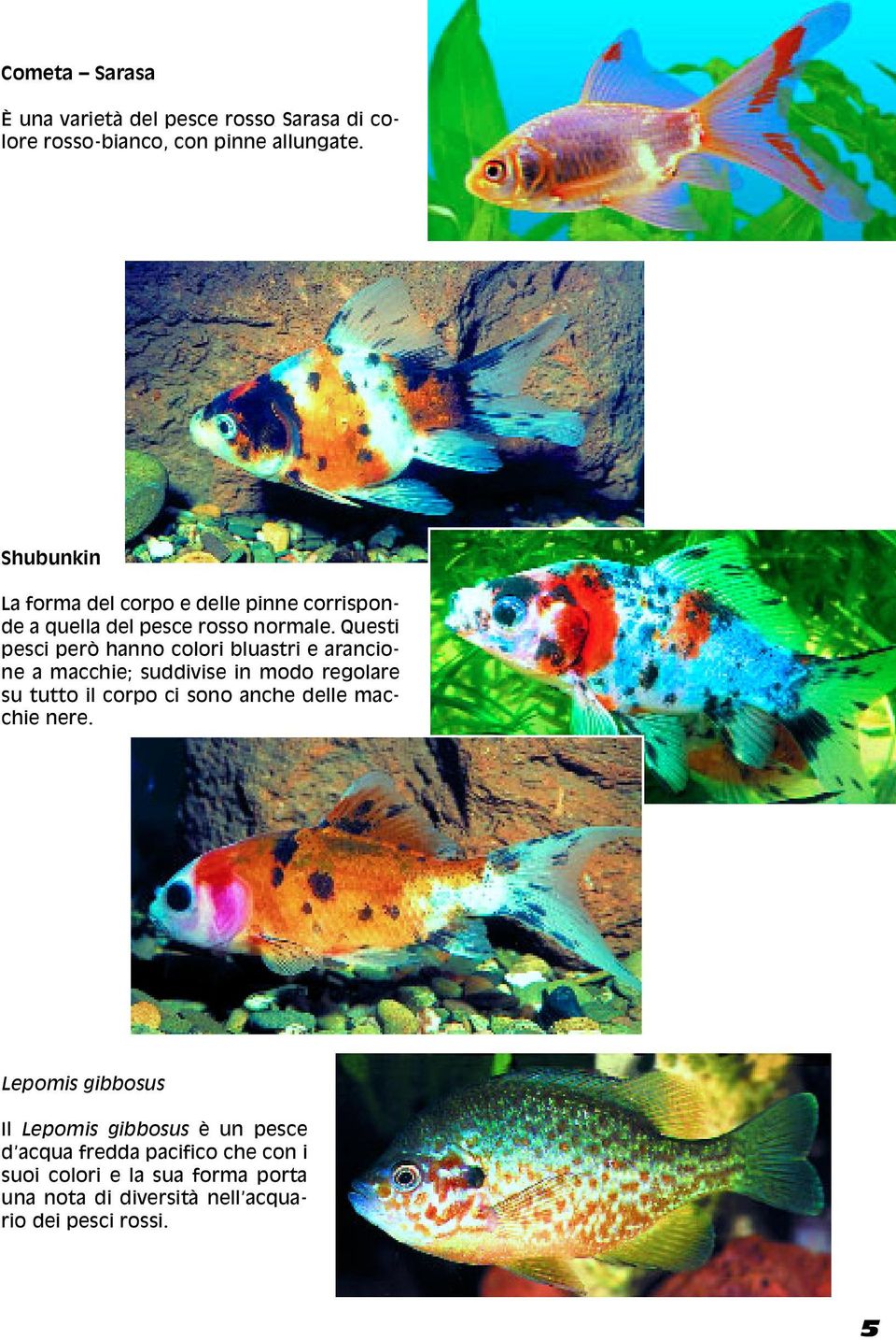 Questi pesci però hanno colori bluastri e arancione a macchie; suddivise in modo regolare su tutto il corpo ci sono anche
