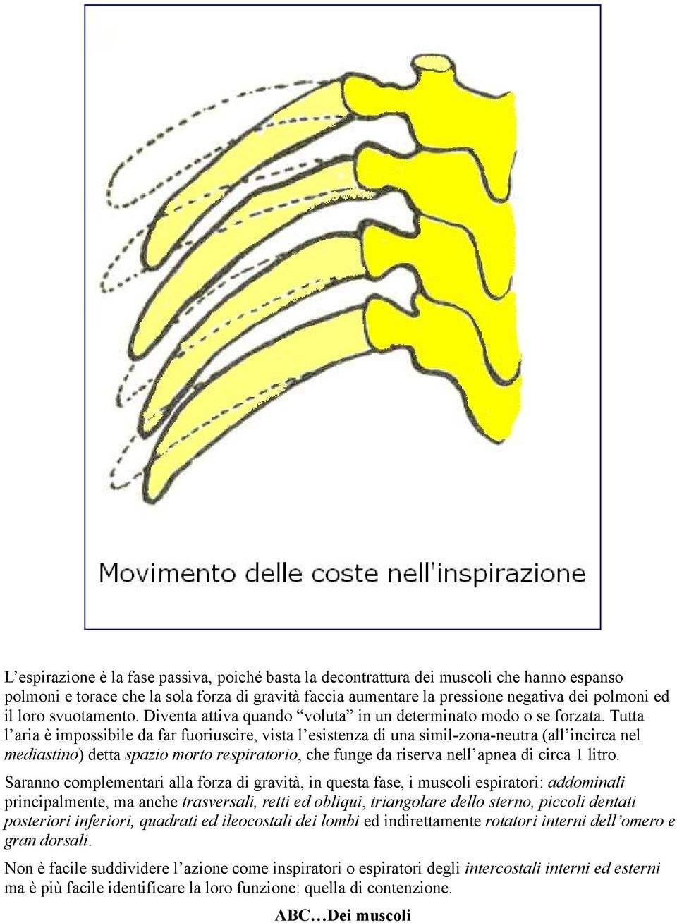 Tutta l aria è impossibile da far fuoriuscire, vista l esistenza di una simil-zona-neutra (all incirca nel mediastino) detta spazio morto respiratorio, che funge da riserva nell apnea di circa 1