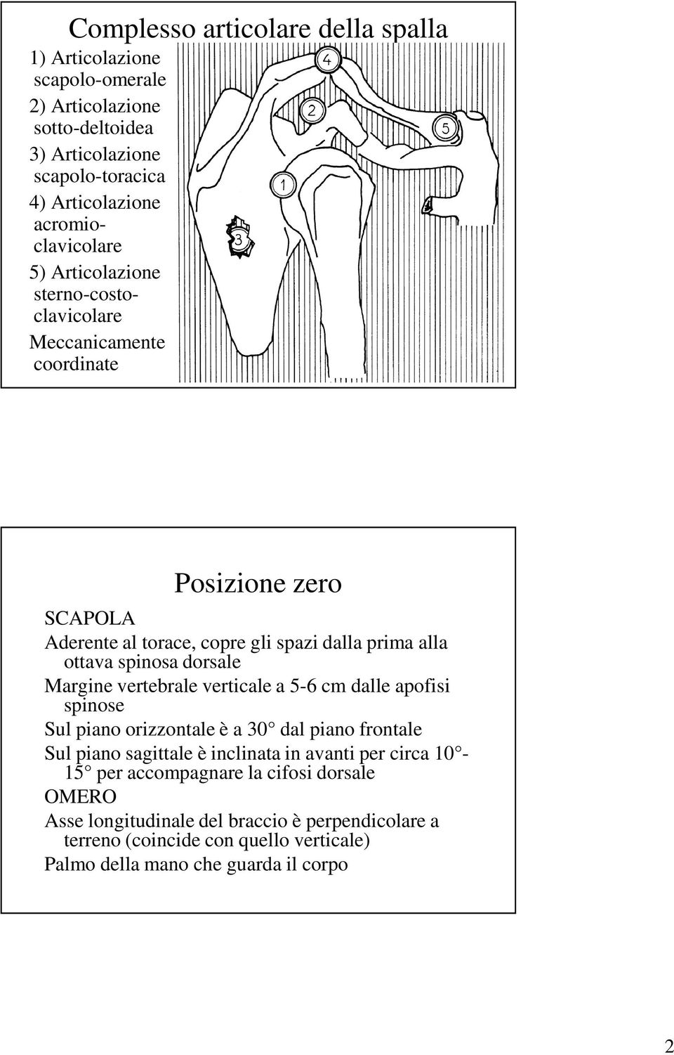 ottava spinosa dorsale Margine vertebrale verticale a 5-6 cm dalle apofisi spinose Sul piano orizzontale è a 30 dal piano frontale Sul piano sagittale è inclinata in