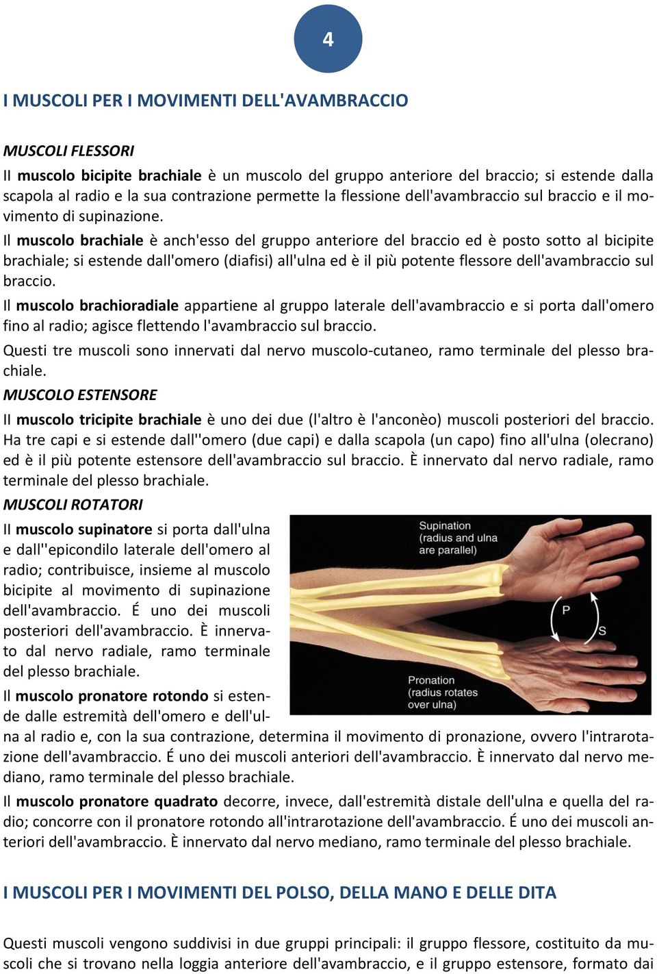 Il muscolo brachiale è anch'esso del gruppo anteriore del braccio ed è posto sotto al bicipite brachiale; si estende dall'omero (diafisi) all'ulna ed è il più potente flessore dell'avambraccio sul