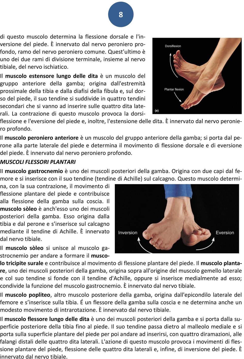 Il muscolo estensore lungo delle dita è un muscolo del gruppo anteriore della gamba; origina dall'estremità prossimale della tibia e dalla diafisi della fibula e, sul dorso del piede, il suo tendine