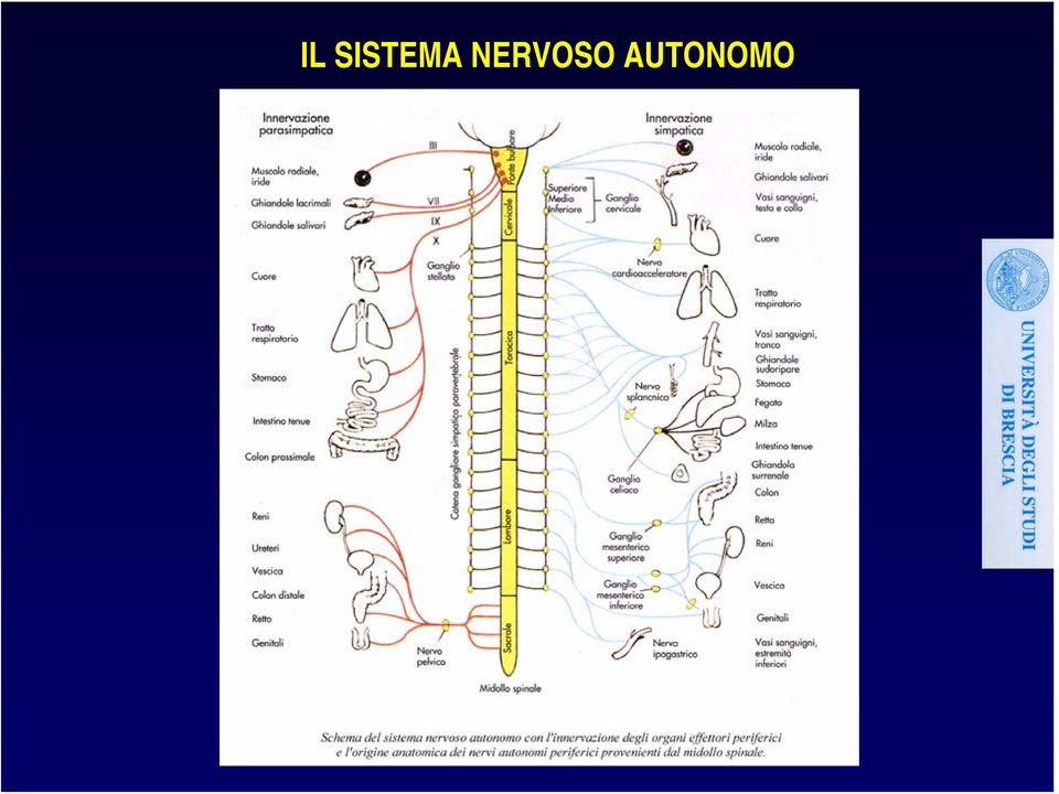 NERVOSO