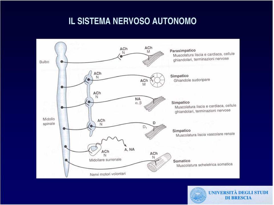 NERVOSO