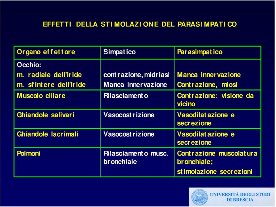 Rilasciamento Contrazione: visione da vicino Ghiandole salivari Vasocostrizione Vasodilatazione e secrezione Ghiandole